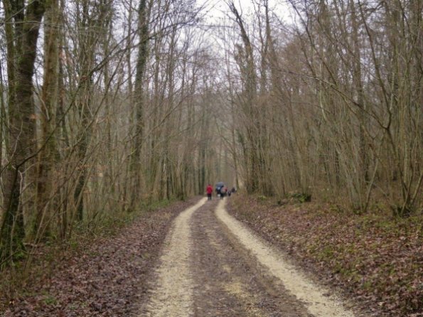 Parcours en forêt (humide !)